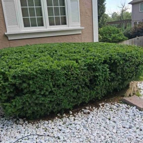 Bush Trimming by Melvin Lopez Lawn Doctor reviewed on June 25, 2022