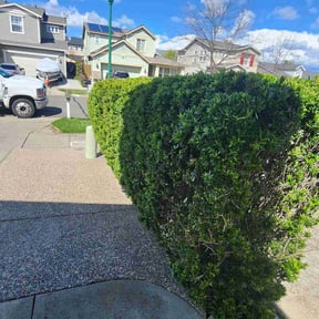 Bush Trimming by Kent Lawn Salon reviewed on May 17, 2022