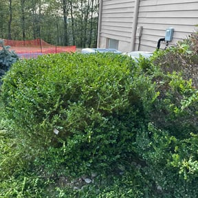 Bush Trimming by Leneirs Landscaping reviewed on August 3, 2022
