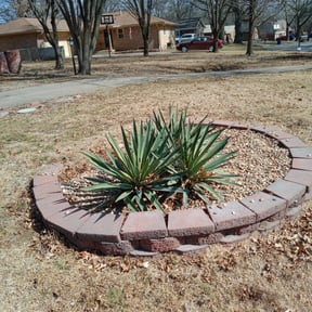 Weeding by Phal SP landscape reviewed on July 10, 2025