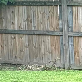 Bush Trimming by LSLTDallas/FortWorthTruGreen reviewed on August 29, 2024