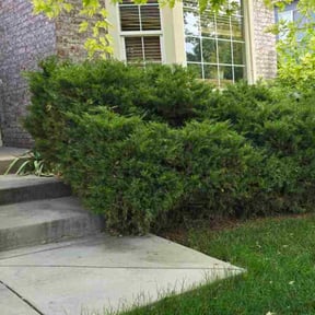 Bush Trimming by CQ lawn care and services reviewed on May 14, 2022