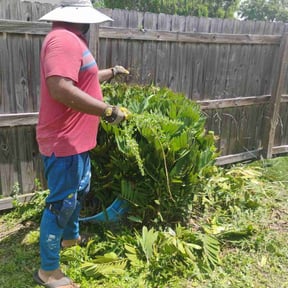 Bush Trimming by Harry Demo and junk removal llc reviewed on May 9, 2022