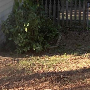 Bush Trimming by Æsha Lawncare reviewed on October 2, 2021