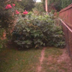 Cleanups by Scott family lawn care llc reviewed on July 19, 2023