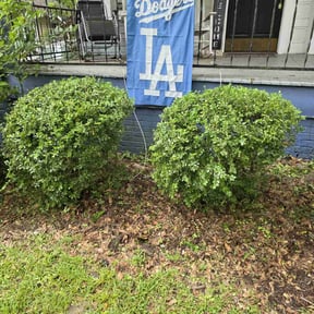 Bush Trimming by Mann Services reviewed on May 14, 2022