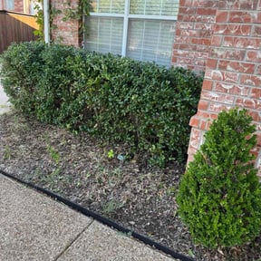 Bush Trimming by MetroPlexLawnMowing reviewed on July 10, 2025