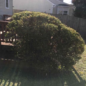 Bush Trimming by A Better Way reviewed on May 7, 2022