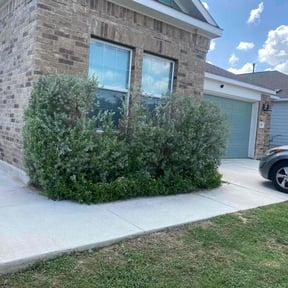 Bush Trimming by Sgp Lawn services reviewed on June 5, 2022