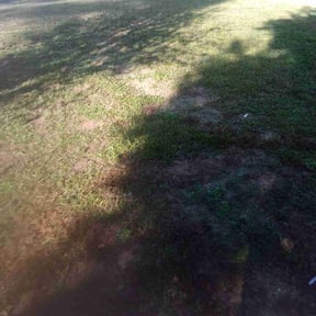Leaf Removal by Dans Lawn Care reviewed on November 26, 2024