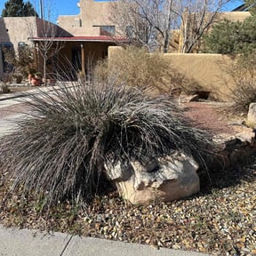 Bush Trimming by Garden Lawn Care reviewed on July 22, 2022