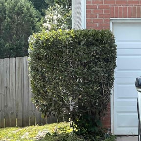 Bush Trimming by Walla lawns reviewed on June 18, 2025