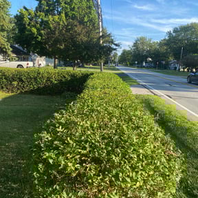 Bush Trimming by Hensley Property Management reviewed on April 1, 2022