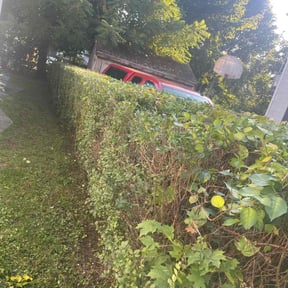 Bush Trimming by Precision cuts reviewed on June 11, 2022