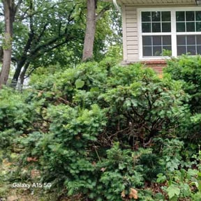 Bush Trimming by Precision Lawn Care of VA reviewed on August 2, 2022