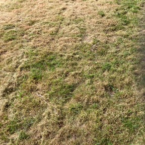 Leaf Removal by GREEN Grass landscaping reviewed on June 3, 2025