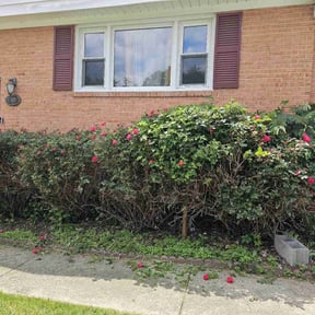Bush Trimming by Otto Property Preservation reviewed on May 9, 2022