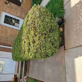 Bush Trimming by Chuyin's Lawn Care LLC reviewed on May 10, 2022