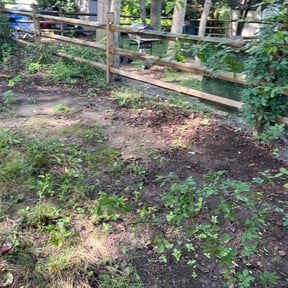 Leaf Removal by Caesar’s Premier Landscaping reviewed on July 18, 2022
