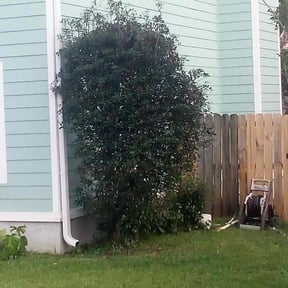 Bush Trimming by Greenleaf Premier LLC reviewed on June 2, 2025
