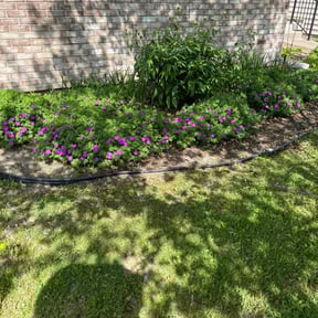 Bush Trimming by Green Ranch Lawncare and Pressure Washing reviewed on May 29, 2021