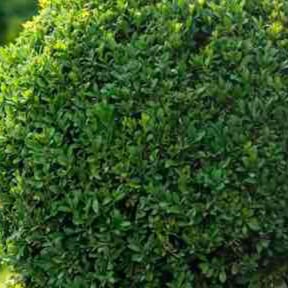 Bush Trimming by & Lawn Services reviewed on June 21, 2022