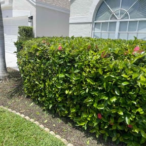 Bush Trimming by Greenscape Landscape reviewed on May 18, 2023