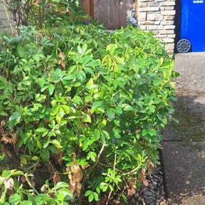 Bush Trimming by Good fellas landscaping &janitorial llc reviewed on July 14, 2022