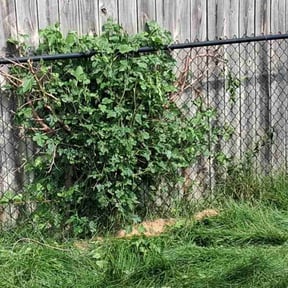 Bush Trimming by S&S Lawn Care reviewed on July 22, 2022