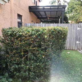 Bush Trimming by Gomez Property Maintenance reviewed on May 3, 2021