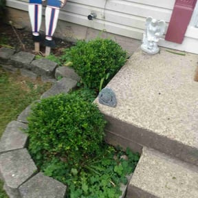 Bush Trimming by Moor Mowing & Gardening Care reviewed on January 7, 2022
