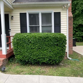 Bush Trimming by East Side Property Services LLC reviewed on May 12, 2022