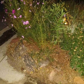 Flower Bed Weeding by Cornerstone Properties and Rentals reviewed on September 11, 2021