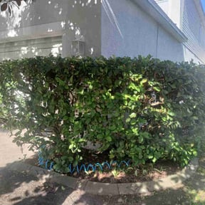 Bush Trimming by Efrain Marrero reviewed on October 31, 2022