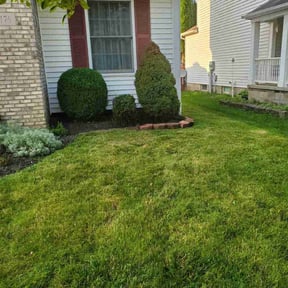 Bush Trimming by MJ'S Lawn service reviewed on September 15, 2024