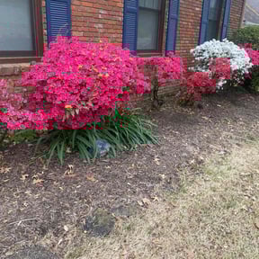 Flower Bed Weeding by LSLTDallas/FortWorthTruGreen reviewed on July 11, 2025