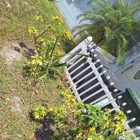 Bush Trimming by Truleaf landscaping reviewed on July 12, 2025