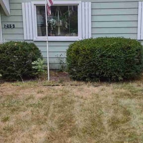 Bush Trimming by P and c landscaping reviewed on August 13, 2021
