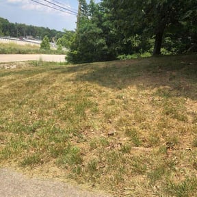 Leaf Removal by Allen Young reviewed on July 19, 2022