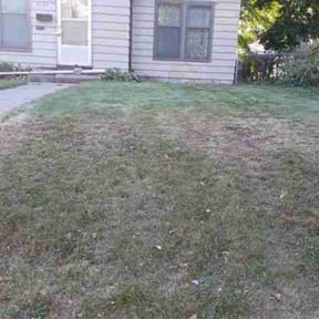 Leaf Removal by Olivares Gardening reviewed on February 25, 2022