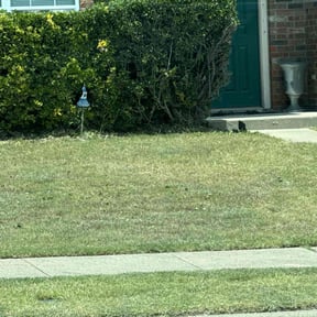 Bush Trimming by Solis Landscaping  &amp; Maintenance LLC reviewed on August 29, 2024