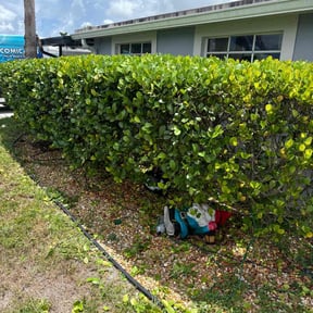 Bush Trimming by ShiftChange LLC Lawn Service reviewed on December 14, 2021