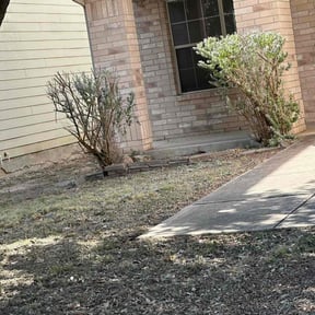 Bush Trimming by R &M landscaping. reviewed on March 12, 2025