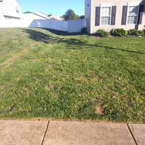 Bush Trimming by FRAMPTON'S LAWN SERVICE reviewed on December 20, 2021