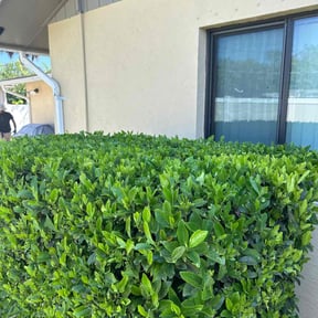 Bush Trimming by electric landscaping llc reviewed on December 17, 2024