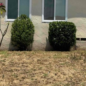 Bush Trimming by TKM reviewed on April 13, 2025