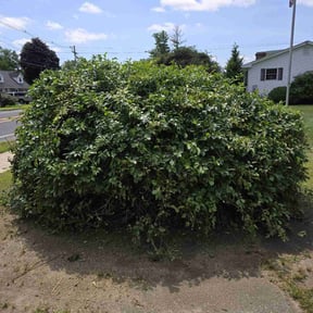 Bush Trimming by Israel Chavez reviewed on July 16, 2022