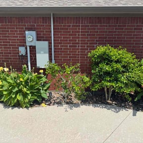 Bush Trimming by Schuetz Landscaping Services reviewed on August 7, 2022