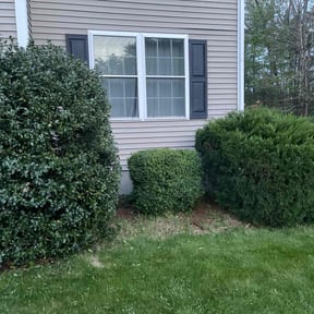 Bush Trimming by EZGO Lawn Services LLC reviewed on December 27, 2021