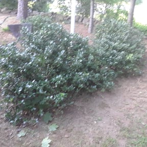 Bush Trimming by Rodríguez Lawn Care reviewed on July 17, 2022